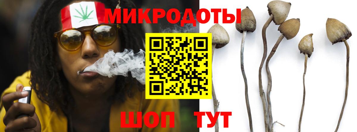 Галлюциногенные грибы Psilocybine cubensis Черняховск